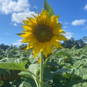 Meet your Posher, Annika